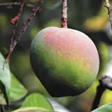 Kwitnienie mango w domu: Jak sprawić, by Twoje drzewko zakwitło?