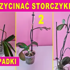 Przycinanie storczyków: Kiedy i jak ciąć, by kwitły obficie?