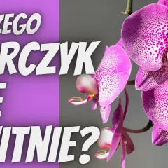 Storczyk nie kwitnie? Sprawdź te 4 kroki do obfitych kwiatów