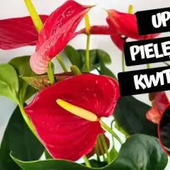 Anturium trujące? Objawy, pierwsza pomoc i bezpieczna uprawa