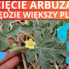 Jak przycinać arbuza? Słodkie i duże owoce w polskim ogrodzie!