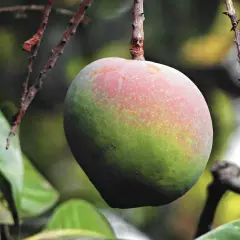 Kwitnienie mango w domu: Jak sprawić, by Twoje drzewko zakwitło?
