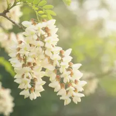Kiedy kwitnie akacja? Termin, zapach i piękno białych gron
