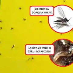 Jak pozbyć się ziemiórek z kwiatów? Skuteczny poradnik krok po kroku