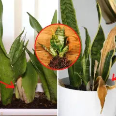 Sansewieria: Poradnik pielęgnacji. Jak dbać o "żelazną roślinę"?