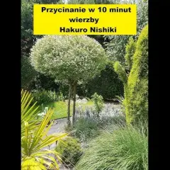 Przycinanie wierzby Hakuro: Sekret bujnej kuli i intensywnych barw