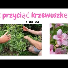 Krzewuszka: Cięcie krok po kroku klucz do obfitych kwiatów