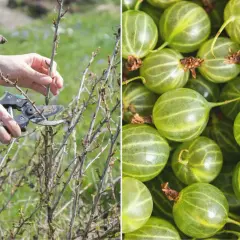 Przycinanie agrestu na pniu: Kiedy i jak? Zbiory gwarantowane!