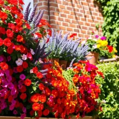 Kwiaty na balkon: Praktyczny przewodnik po gatunkach i pielęgnacji