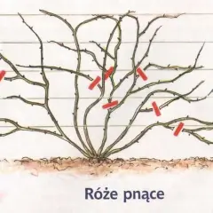Róże pnące: cięcie Climberów i Ramblerów kiedy i jak przycinać?