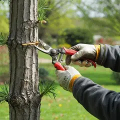 Jak przycinać drzewa? Zdrowe plony i piękny ogród krok po kroku