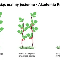 Jak przycinać maliny jesienne? Poradnik dla obfitych zbiorów.