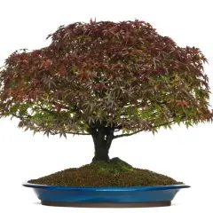 Mrozoodporne bonsai do ogrodu: przetrwają zimę i zachwycą!