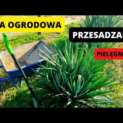 Przesadzanie juki ogrodowej: Kiedy i jak to zrobić, by rosła bujnie?