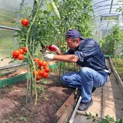 Mniej liści, więcej pomidorów? Jak skutecznie przycinać krzaki