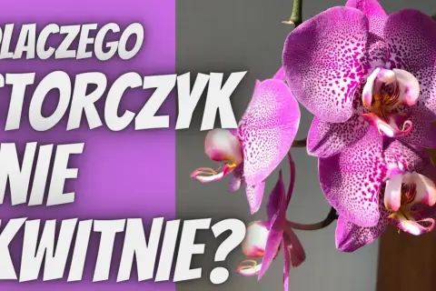 Storczyk nie kwitnie? Sprawdź te 4 kroki do obfitych kwiatów