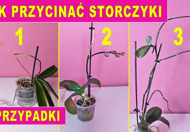 Przycinanie storczyków: Kiedy i jak ciąć, by kwitły obficie?