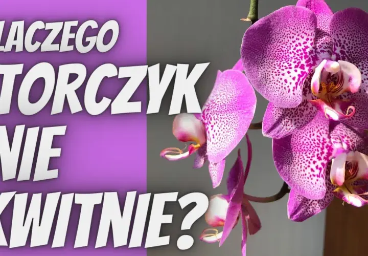 Storczyk nie kwitnie? Sprawdź te 4 kroki do obfitych kwiatów