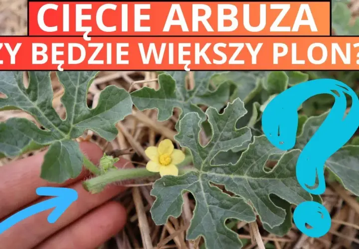 Jak przycinać arbuza? Słodkie i duże owoce w polskim ogrodzie!