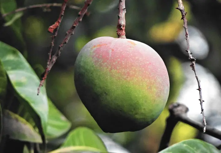 Kwitnienie mango w domu: Jak sprawić, by Twoje drzewko zakwitło?