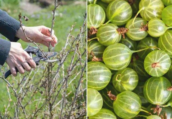 Przycinanie agrestu na pniu: Kiedy i jak? Zbiory gwarantowane!