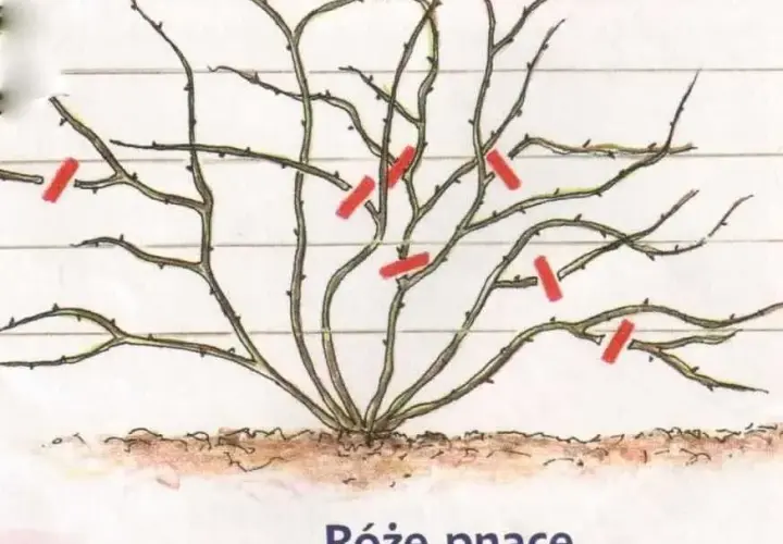 Róże pnące: cięcie Climberów i Ramblerów kiedy i jak przycinać?