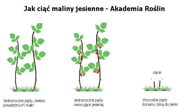 Jak przycinać maliny jesienne? Poradnik dla obfitych zbiorów.