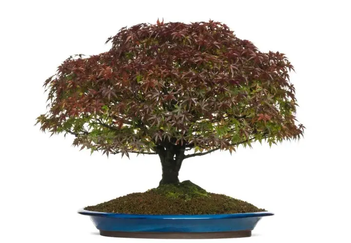 Mrozoodporne bonsai do ogrodu: przetrwają zimę i zachwycą!