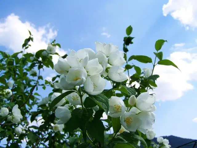 Kiedy kwitnie jaśminowiec? Dowiedz się, jak wydłużyć jego kwitnienie!
