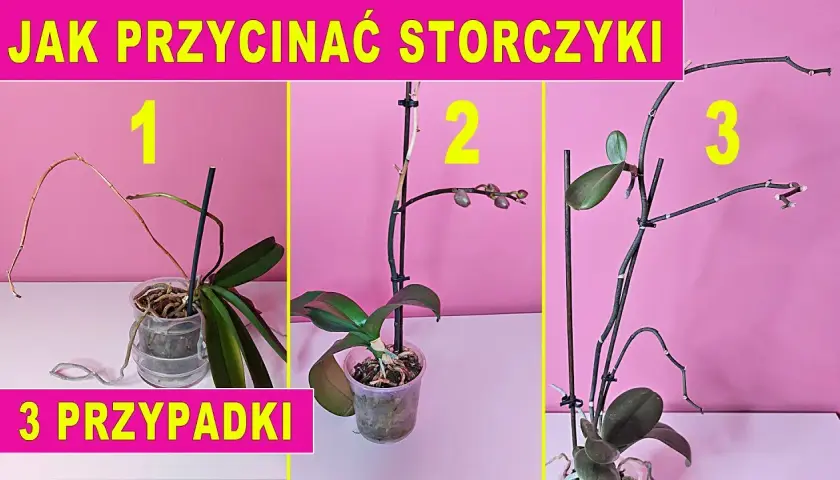 Przycinanie storczyków: Kiedy i jak ciąć, by kwitły obficie?