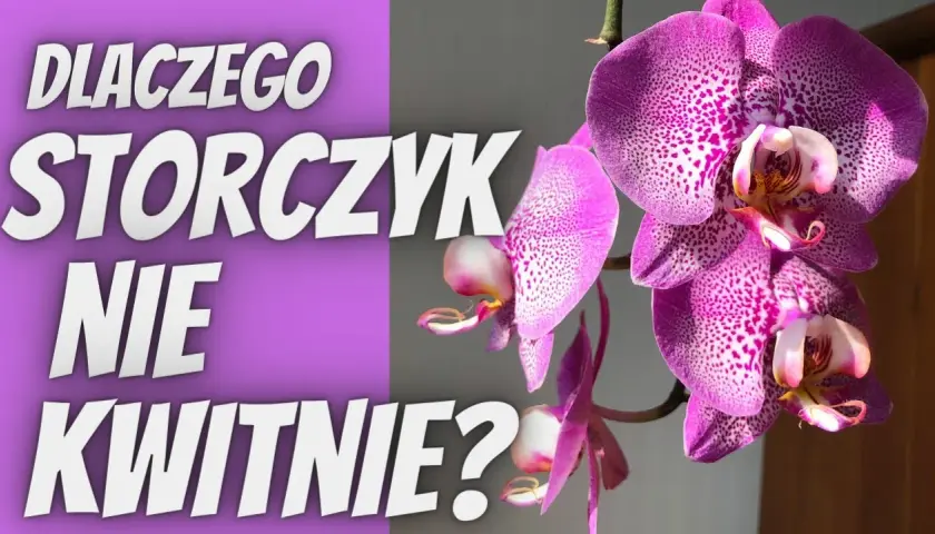 Storczyk nie kwitnie? Sprawdź te 4 kroki do obfitych kwiatów