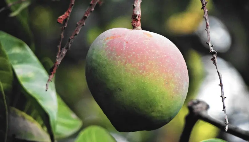 Kwitnienie mango w domu: Jak sprawić, by Twoje drzewko zakwitło?