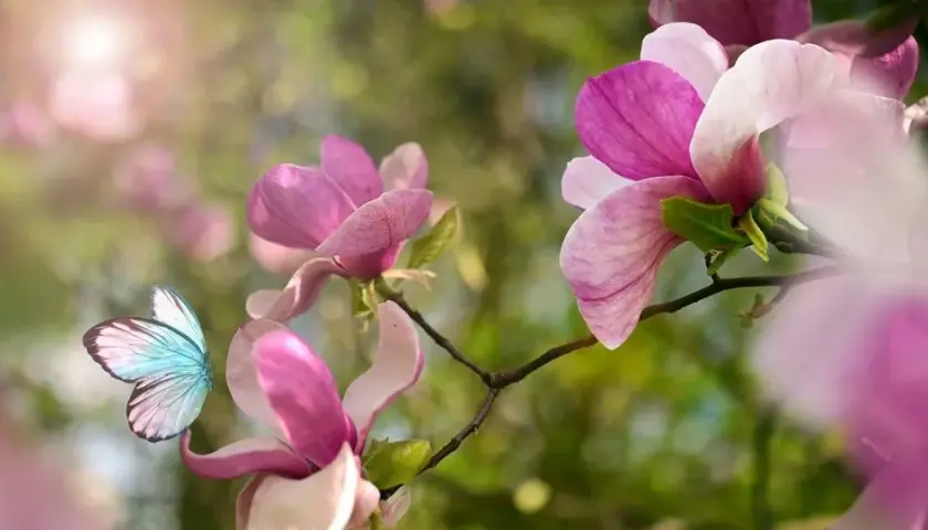 Ile kwitnie magnolia? Tajniki długiego i obfitego kwitnienia