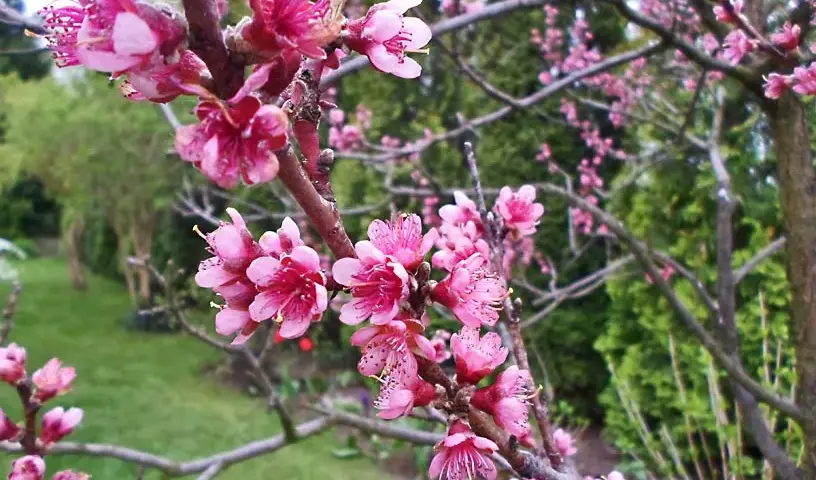 Kwitnienie brzoskwini: Kiedy i jak zapewnić obfite kwitnienie?