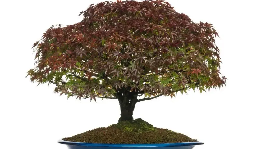 Mrozoodporne bonsai do ogrodu: przetrwają zimę i zachwycą!