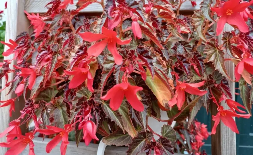 Begonia Skrzydła Anioła: Jak sprawić, by kwitła?