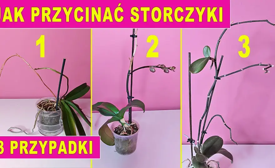 Przycinanie storczyków: Kiedy i jak ciąć, by kwitły obficie?