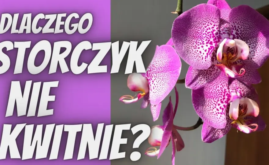 Storczyk nie kwitnie? Sprawdź te 4 kroki do obfitych kwiatów