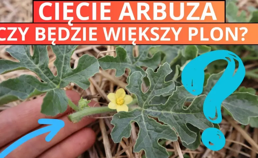 Jak przycinać arbuza? Słodkie i duże owoce w polskim ogrodzie!