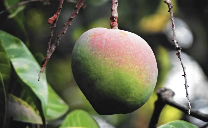 Kwitnienie mango w domu: Jak sprawić, by Twoje drzewko zakwitło?