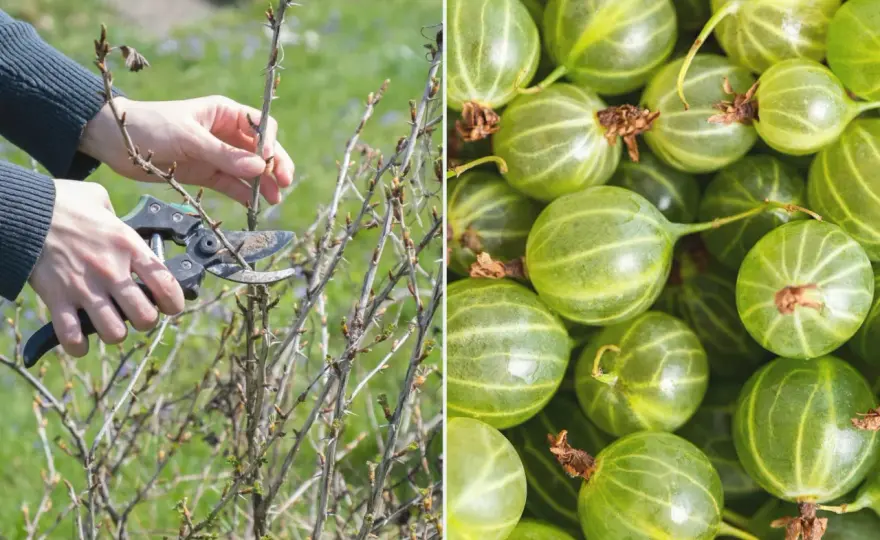 Przycinanie agrestu na pniu: Kiedy i jak? Zbiory gwarantowane!