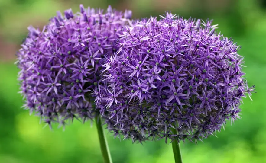 Czosnek ozdobny: Jak długo kwitnie i jak to przedłużyć?