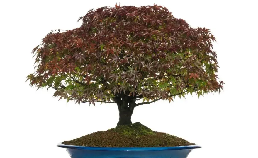 Mrozoodporne bonsai do ogrodu: przetrwają zimę i zachwycą!