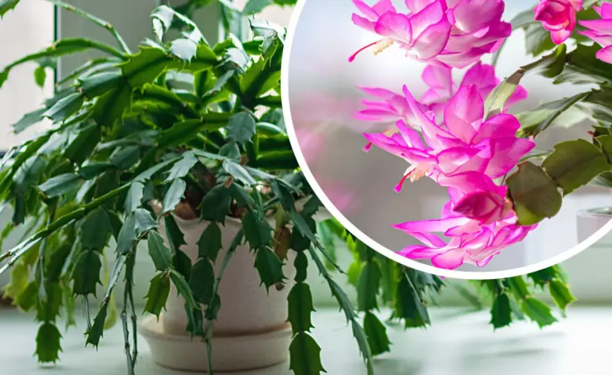 Grudnik: Jak pielęgnować, by pięknie kwitł? Poradnik