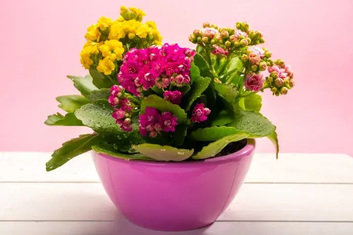 Kalanchoe: Jak dbać, by kwitło? Poradnik krok po kroku