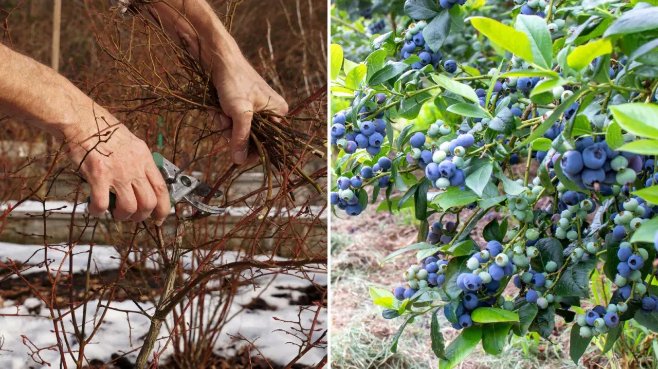 Cięcie borówki: Kiedy i jak, by mieć zdrowe krzewy i owoce?