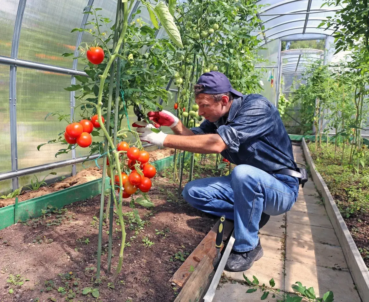 Mniej liści, więcej pomidorów? Jak skutecznie przycinać krzaki