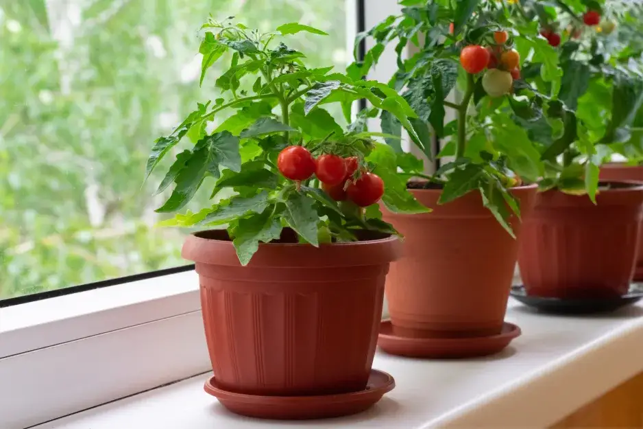 Zdjęcie Jak przycinać pomidory w doniczce? Krok po kroku do obfitych plon&oacute;w