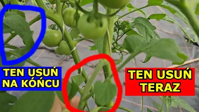 Zdjęcie Mniej liści, więcej pomidorów? Jak skutecznie przycinać krzaki