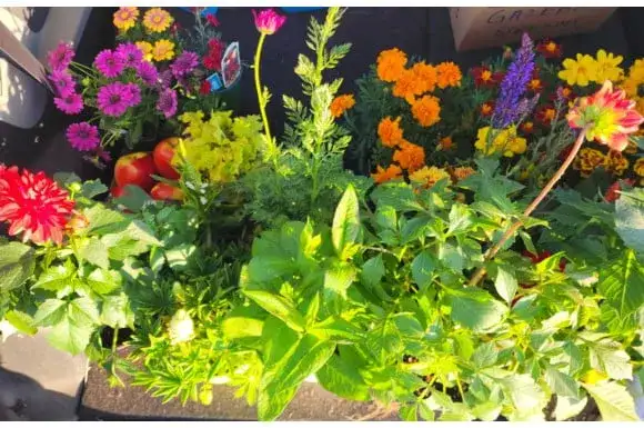 Zdjęcie Kwiaty do ogrodu: jak wybrać idealne dla Twoich warunków?